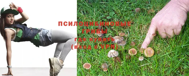 купить  цена  Карабаново  Галлюциногенные грибы Magic Shrooms 